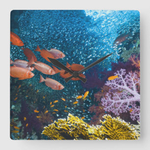 Coral Reef Scenery   Bigeye Or Goggle-Eye Square Wall Clock