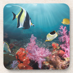 Coral Reef Scenery Moorish Idol Coaster