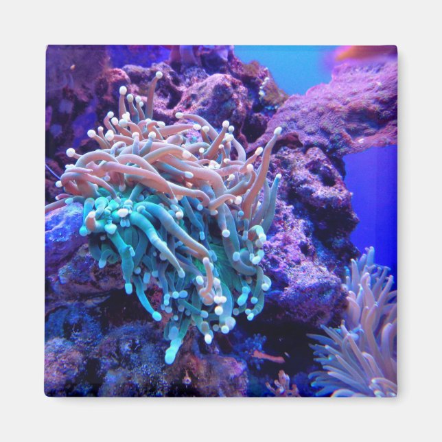 Coral reef sea anenome pink blue purple magnet (Front)
