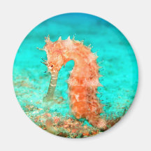 Coral reef seahorse tropical ocean