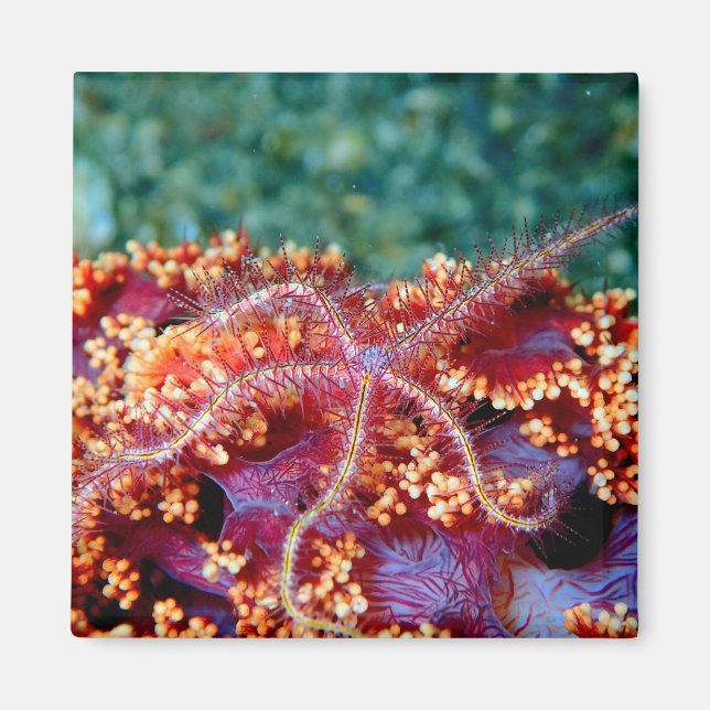 Coral reef starfish magnet (Front)