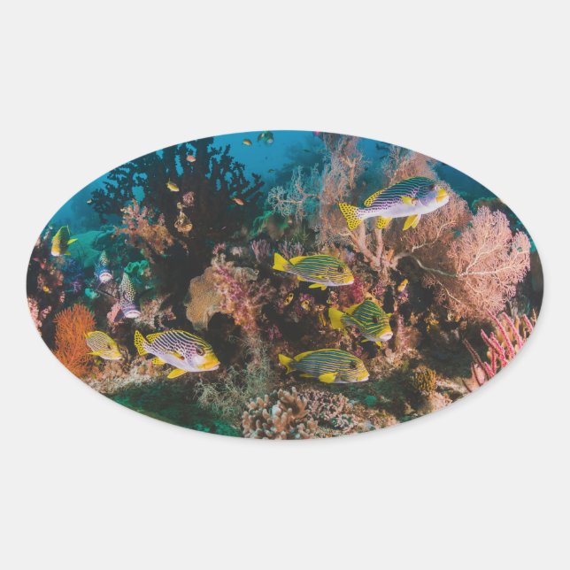 Coral Reef stickers (Front)