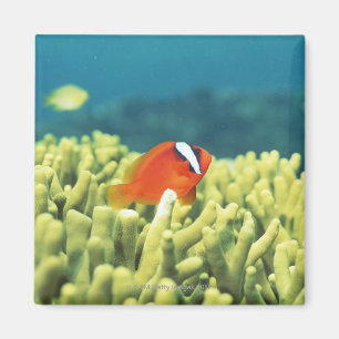 Coral reef teeming with tropical fish magnet