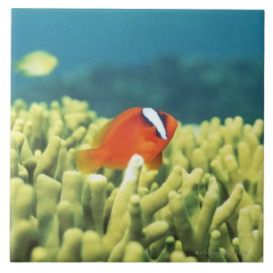 Coral reef teeming with tropical fish tile