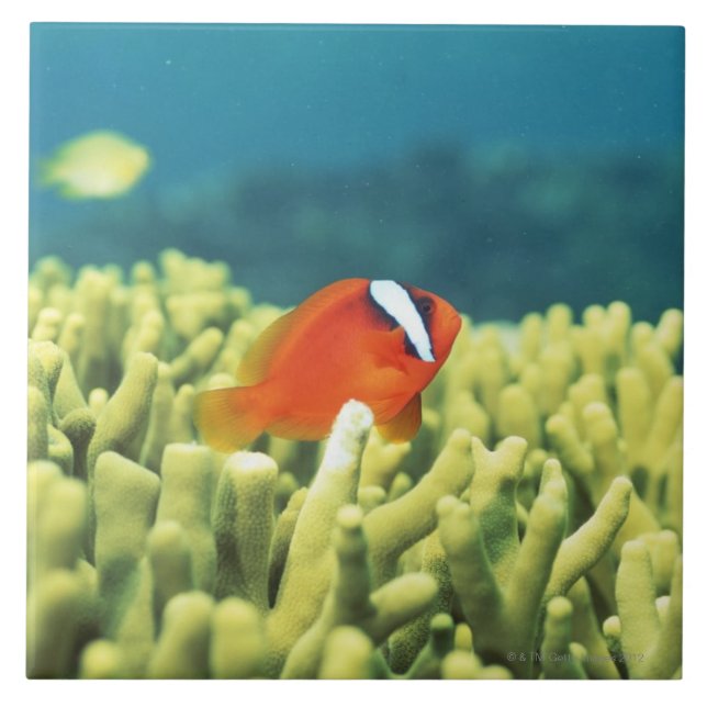 Coral reef teeming with tropical fish tile (Front)