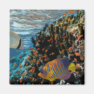 Coral Reef with Fire Coral and Exotic Fishes Magnet
