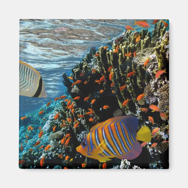Coral Reef with Fire Coral and Exotic Fishes     Magnet (Front)