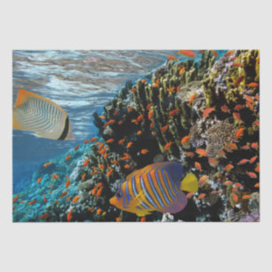 Coral Reef with Fire Coral and Exotic Fishes       Tissue Paper