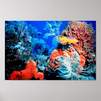 Coral Reef World Poster
