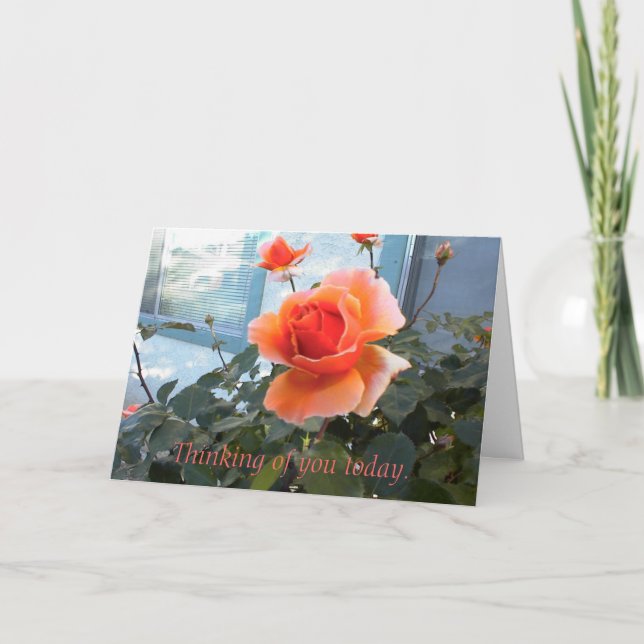 Coral Rose Card, Thinking of you today. Card (Front)