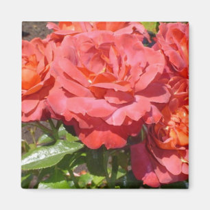 Coral Rose Magnet