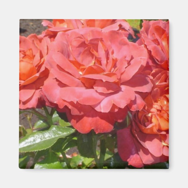 Coral Rose Magnet (Front)