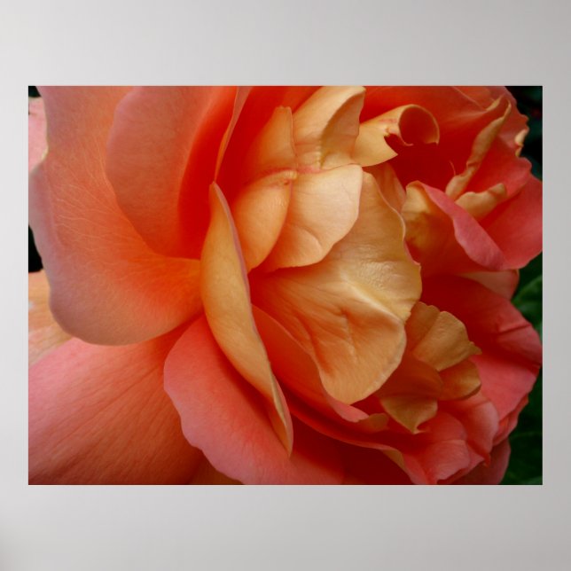 Coral Rose Poster (Front)