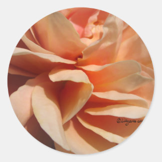 Coral Rose Wedding Envelope Seal