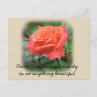 Coral Rose with Raindrops