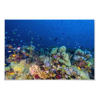 Coral Sea Photo Print