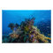 Coral Sea Photo Print