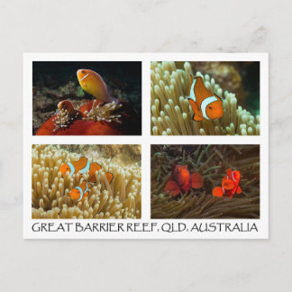 Coral Sea Postcard - Clownfish