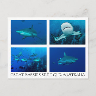 Coral Sea Postcard - Reef Sharks