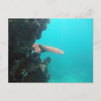 Coral Shelf Postcard