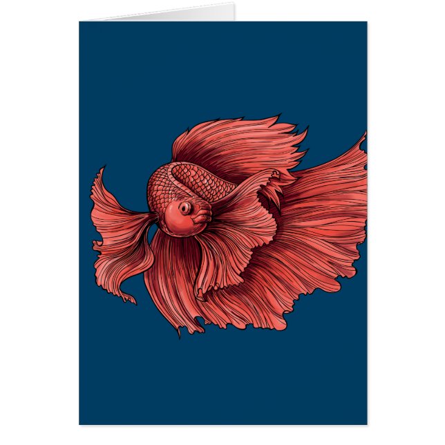 Coral Siamese fighting fish (Front)