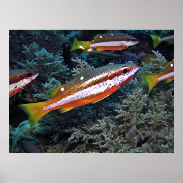 Coral Trout Poster (Front)