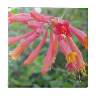 Coral Trumpet Honeysuckle Photo Ceramic Tiles