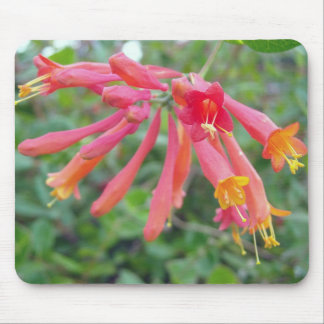 Coral Trumpet Honeysuckle Photo Gifts Mouse Mat
