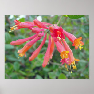 Coral Trumpet Honeysuckle Photo Gifts Poster