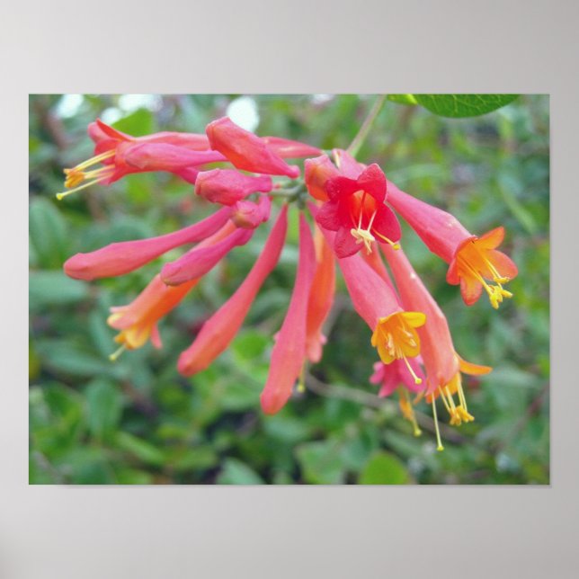 Coral Trumpet Honeysuckle Photo Gifts Poster (Front)