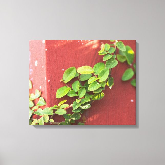 Coral Vine Canvas Print (Front)