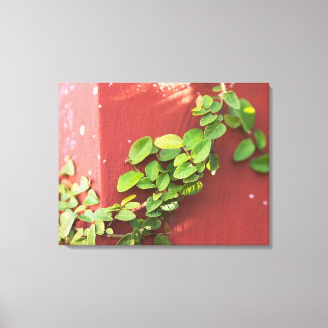 Coral Vine Canvas Print (Front)