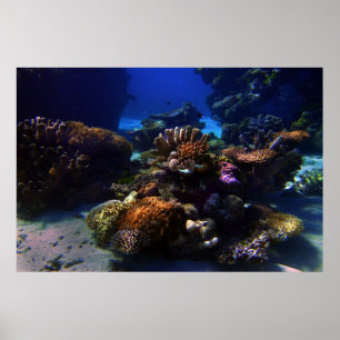 CoralGarden Poster