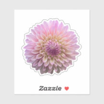 Coralie Dahlia Flower 