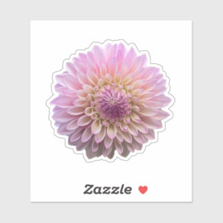 Coralie Dahlia Flower 