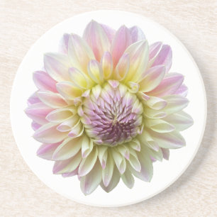 Coralie Dahlia, Pastel Pink Flower Coaster