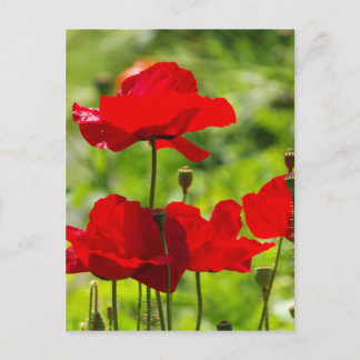 corb poppy postcard