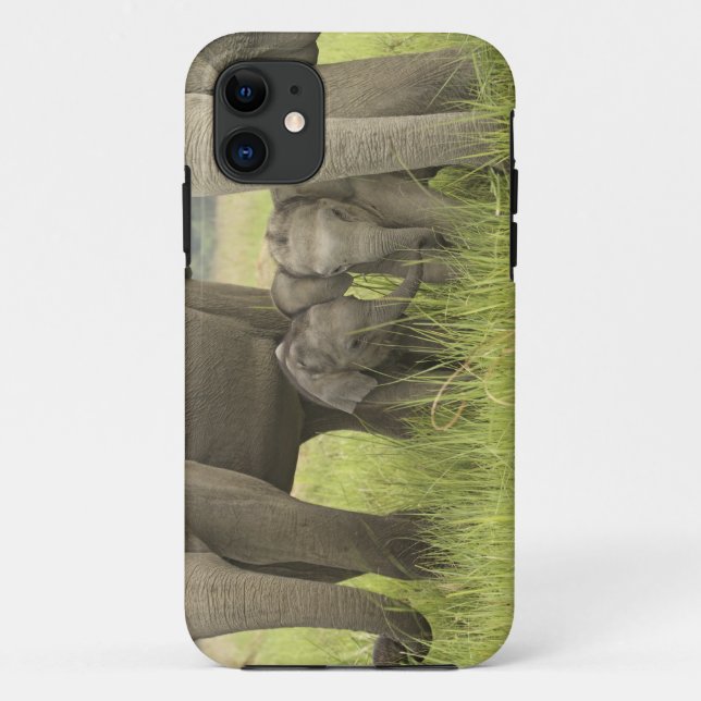 Corbett National Park, Uttaranchal, India. Case-Mate iPhone Case (Back)