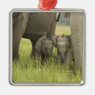 Corbett National Park, Uttaranchal, India. Metal Tree Decoration