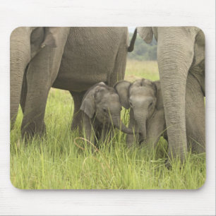 Corbett National Park, Uttaranchal, India. Mouse Mat