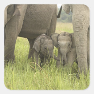 Corbett National Park, Uttaranchal, India. Square Sticker