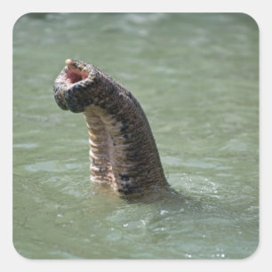 Corbett National Park, Uttaranchal, India Square Sticker