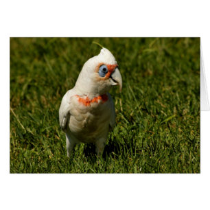 Corella beak bird feathers flying Australian bird