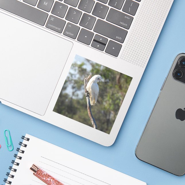 Corella Bird (Laptop w/ iPhone)