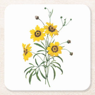 coreopsis(Coreopsis elegans) by Redouté Square Paper Coaster