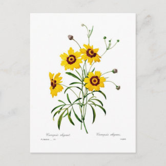 Coreopsis elegans postcard
