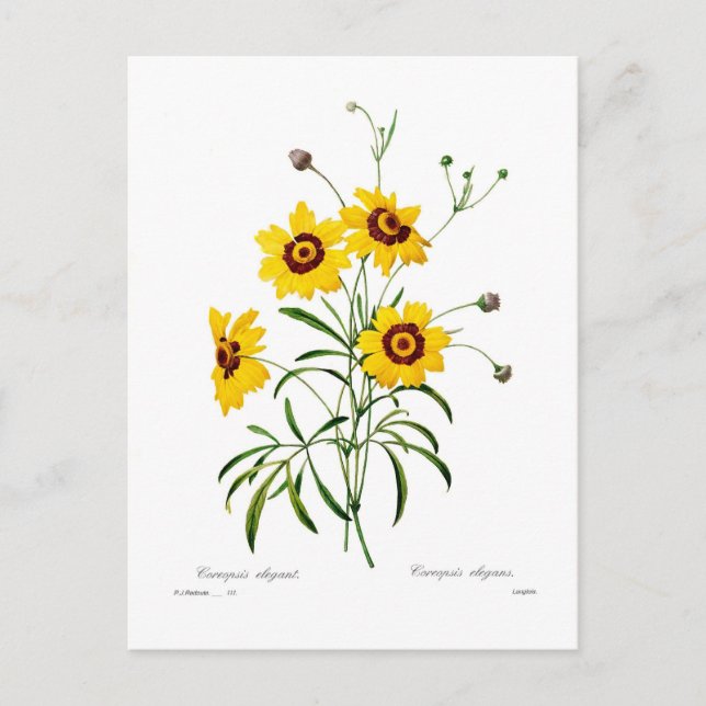 Coreopsis elegans postcard (Front)