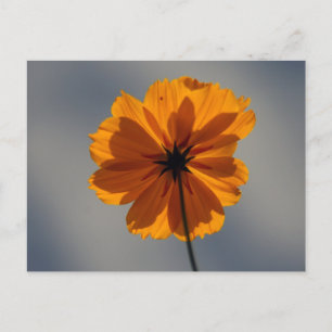 Coreopsis Postcard