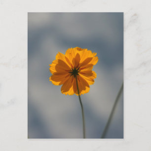 Coreopsis Postcard