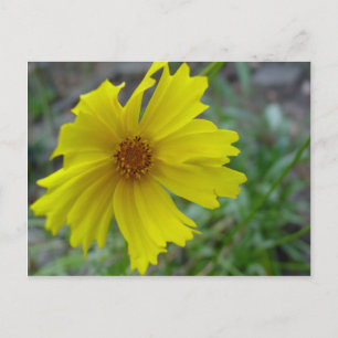 Coreopsis Postcard